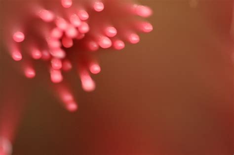 Red Pink Light Macro Photography Free Photo Download Freeimages