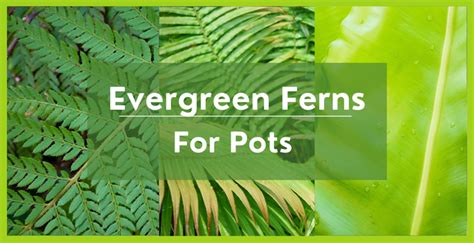 Evergreen Ferns For Pots Containers Uk