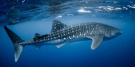 91 whale sharks rescued in 2 years in Gujarat | DeshGujarat
