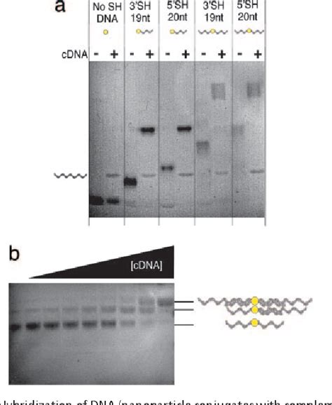 Figure 1 From Defined Dnananoparticle Conjugates Semantic Scholar