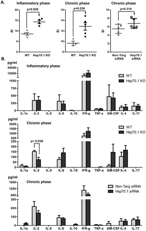 A Mog Induced Proliferative Response Of Hsp Deficient And Control