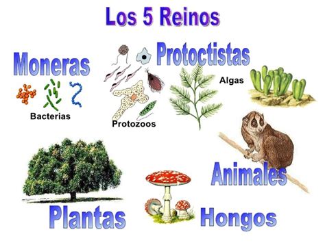 Historia de la clasificación de los Organismos timeline Timetoast