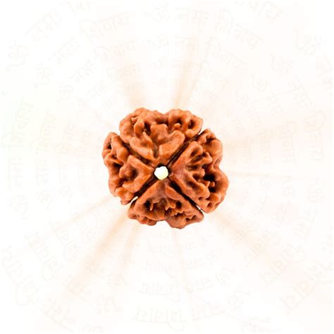 Buy Rudraksha Online at Best Price – Prinjal Enterprise