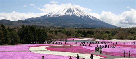 Fuji Shibazakura Festival Places In Japan