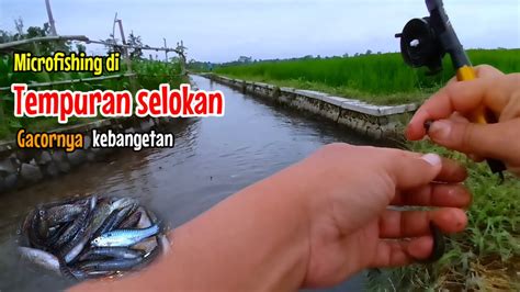 Mancing Wader Uceng Di Spot Tempuran Selokan Irigasi Sawah Youtube