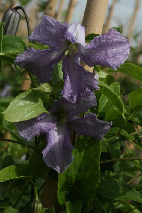 Clematis Betty Corning Viticella Rosenschule Ruf