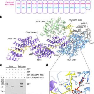 Cryo Em Structures Of Human Ogt And Ogtoga Complex A The Dynamic