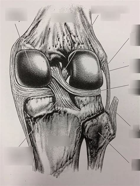 Knee Posterior Back Of Knee Diagram Quizlet