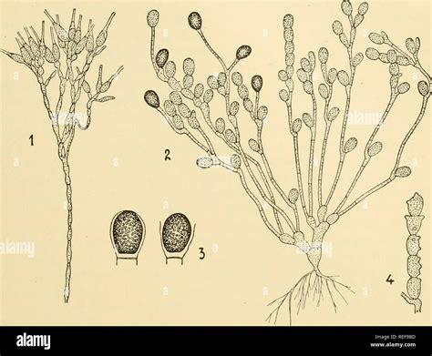 Oomycetes Microscope