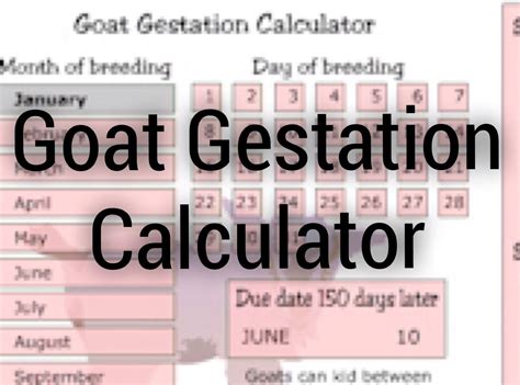 Goat Gestation Period Calculator - CALCULATORVGW