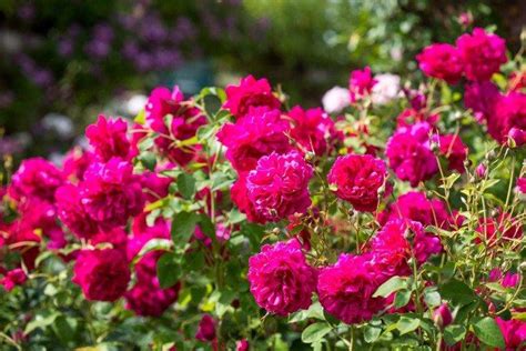 кусты декоративные для дачи фото и названия цветущие