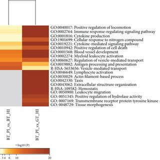 Visualization Of Differentially Expressed Gene And Enrichment Analysis