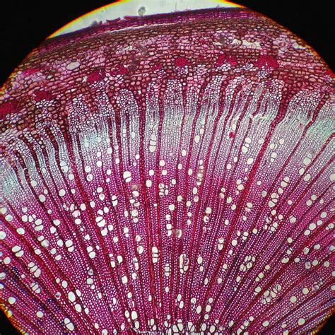 Understanding A Plants Vascular System General Hydroponics