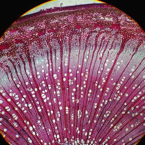 Understanding a plant’s vascular system – General Hydroponics