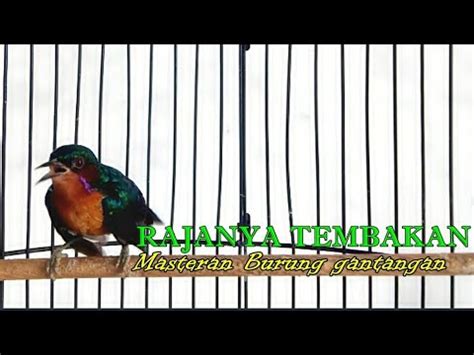 KOLIBRI WULUNG GACOR RAJANYA TEMBAKAN COCOK BUAT MASTERAN BURUNG