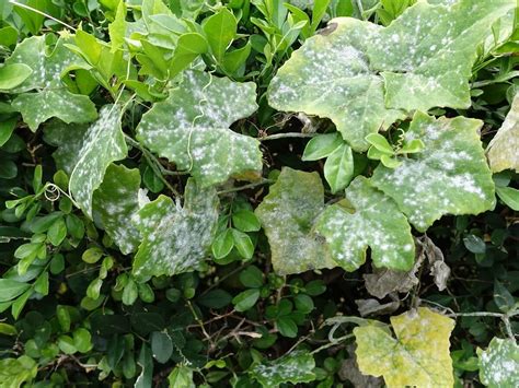 Powdery Mildew What It Is How To Identify It And Treatment Methods