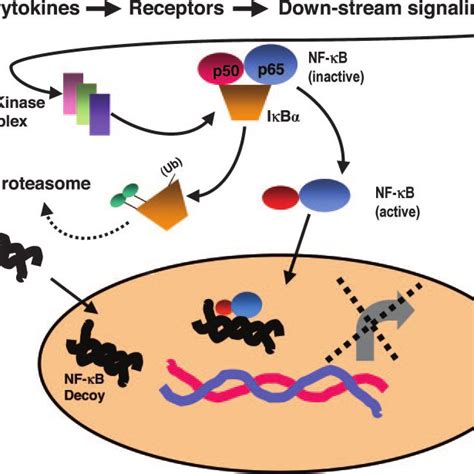 Inactivation Of NF B By Decoy Oligonucleotides Activation Of NF B