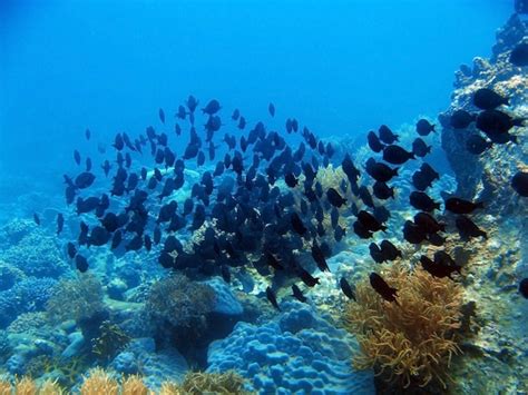 Premium Photo Marine Life