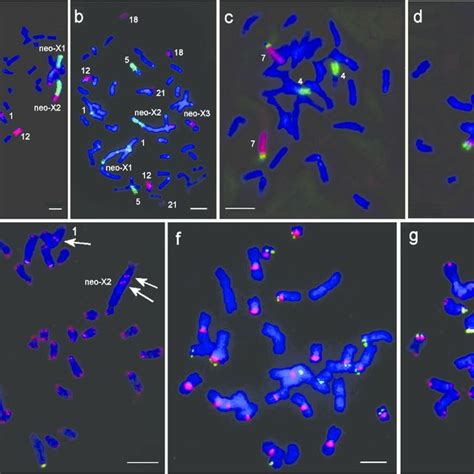 Examples Of Fluorescence In Situ Hybridization Amagx Green And