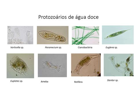 Onde Vivem Os Protozoarios - Protozoários de Água Doce: Espécies Principais | PDF