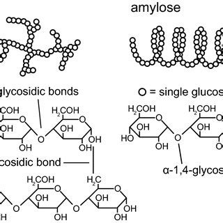 Corn Starch Structure