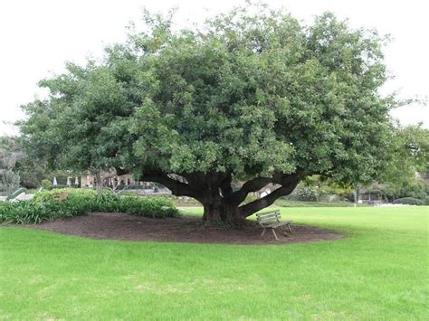 brazilian pepper tree florida - Carmon Kellogg