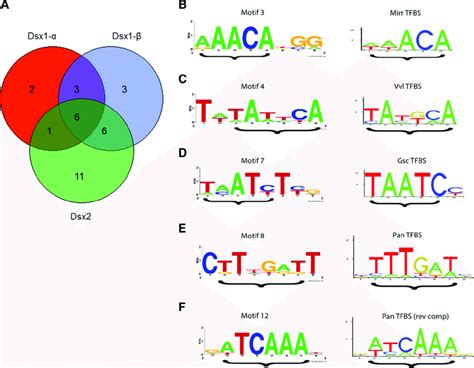 Venn Diagram Of Putative Transcriptional Factors And Sequence Logos Of