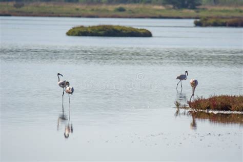 Della Pescaia Reserva Natural De Castiglione Del Maremma De Italia