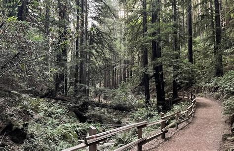 10 Best hikes and trails in Reinhardt Redwood Regional Park | AllTrails