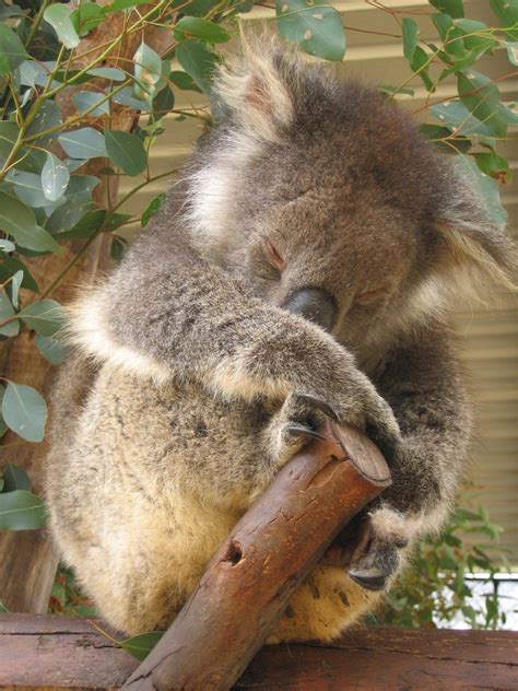 Sleeping koala Free Photo Download | FreeImages