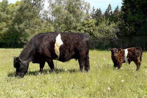 Missmarked Belted Galloway calves at foot | The Farming Forum