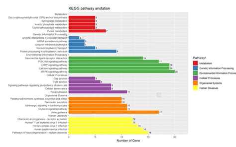 Kegg Pathway