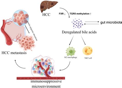 Frontiers Deregulated Bile Acids May Drive Hepatocellular Carcinoma