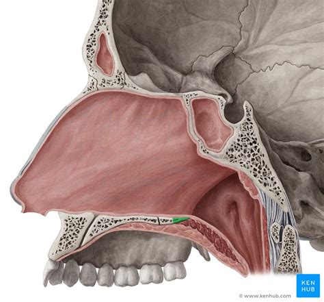 Medial Wall Of The Nasal Cavity Anatomy And Structure Kenhub