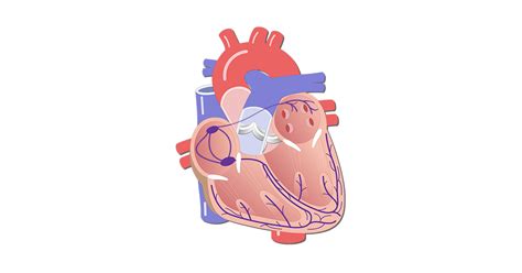 Heart Conduction Diagram