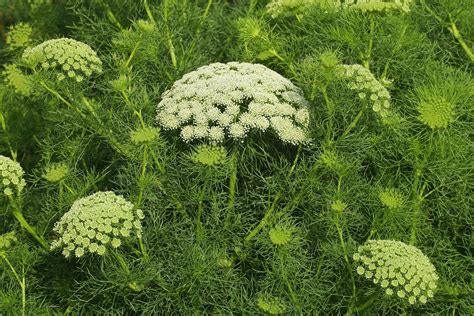 False Queen Annes Lace Poisoning In Cats Symptoms Causes Diagnosis