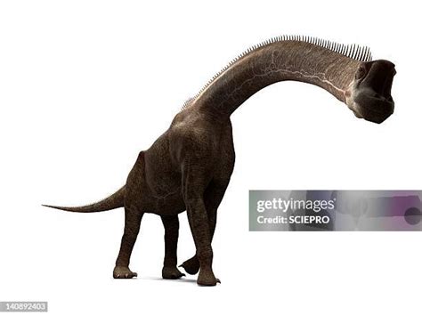 Sauropod Legs Photos And Premium High Res Pictures Getty Images