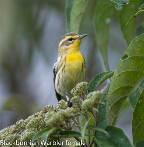 Blackburnian Warbler Female Oasislinda Flickr