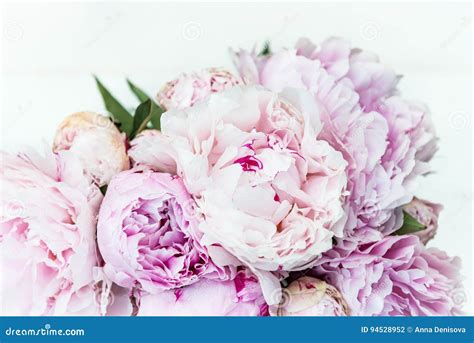 Grupo Fresco De Peônias Cor de rosa E Brancas Foto de Stock Imagem de