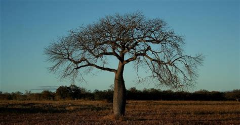 Lista De Plantas Da Caatinga Barriguda Escola Educa O