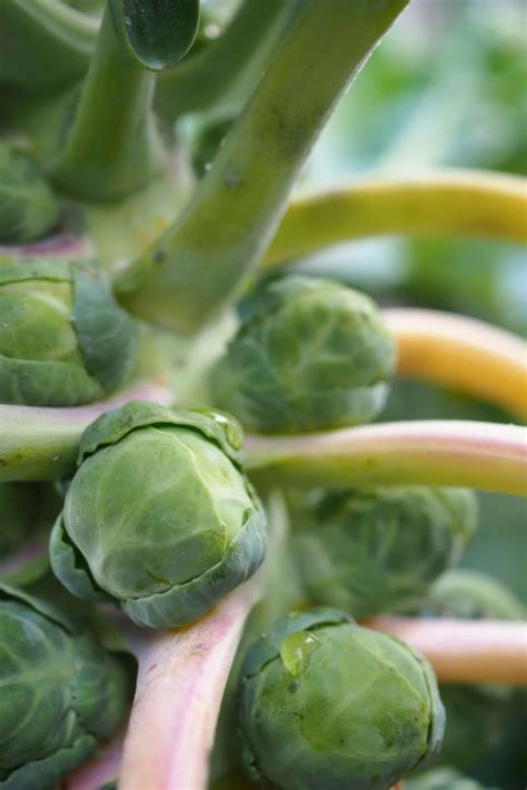 12 Great Brussels Sprouts Companion Plants + Which To Avoid! | Boreal Bloom Homestead