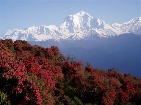 Nepals Wonderful Flora Hotel Shanker Kathmandu Nepal