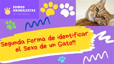 Como Determinar El Sexo De Un Gato Segunda Parte 🐱🐱 Youtube