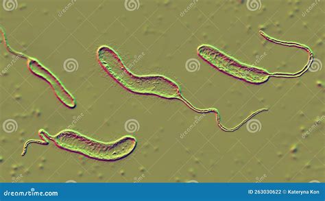 Vibrio Mimicus Bacteria Royalty Free Illustration
