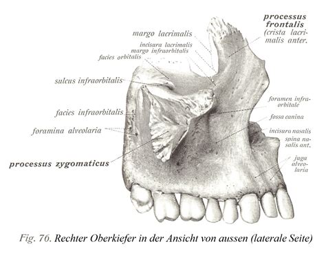 Pflugscharbein Vomer Und Oberkiefer Maxilla Atlas Der Deskriptiven