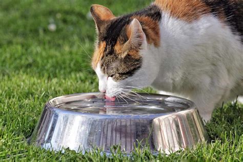 Deshidratación En Gatos Síntomas Y Tratamientos Para Que Tu Gatito