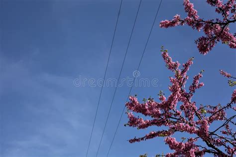 Redbud Tree In Bloom With The Sky As Background Stock Image Image Of