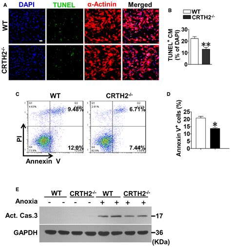 Crth2 Promotes Endoplasmic Reticulum Stress‐induced Cardiomyocyte