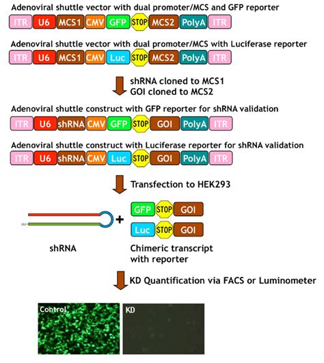 shRNA Validation Service [SL100786] : SignaGen Laboratories, A Gene ...