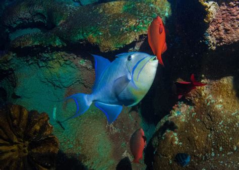 Freddie The Queen Triggerfish Arrives At Blue Planet Aquarium